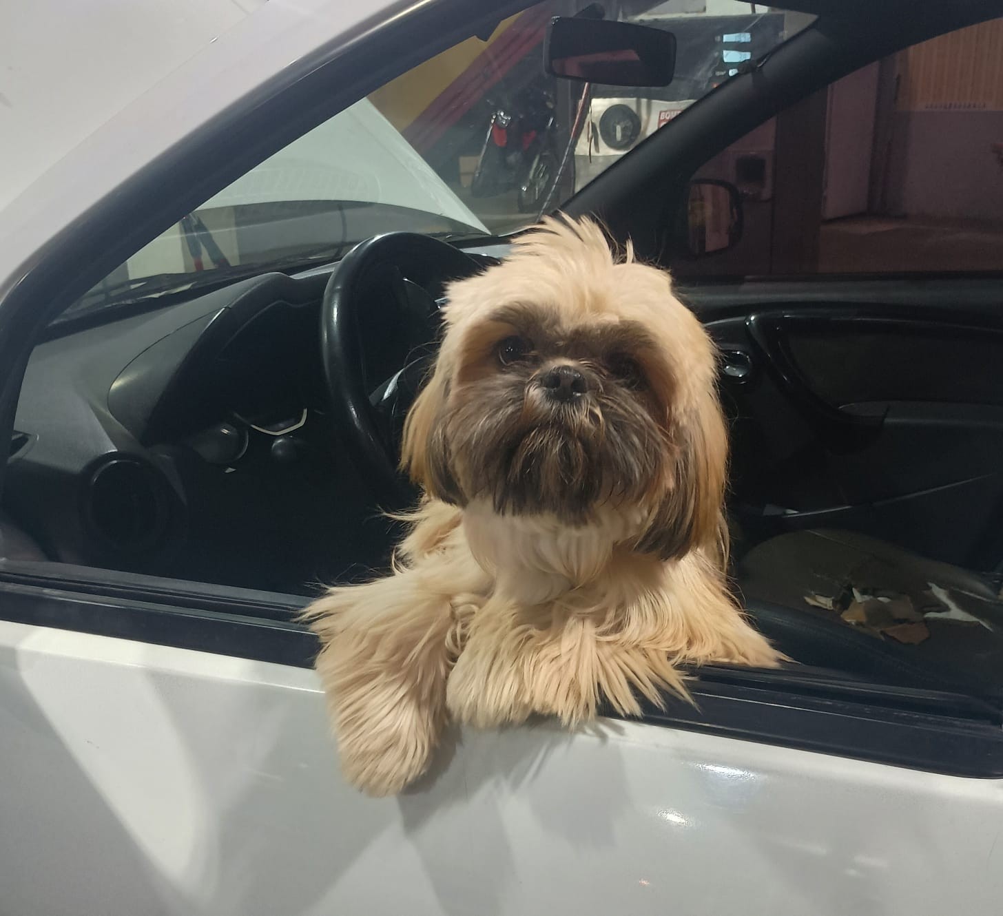 MALTINE NO CARRO